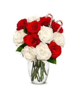 One Dozen Candy Cane Roses