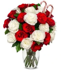 Two Dozen Candy Cane Roses