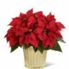 Poinsettia Planter