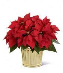 Poinsettia Planter