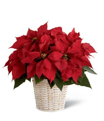 Red Poinsettia Plant (Medium) 1 Red Poinsettia Plant (Medium)