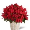 Red Poinsettia Plant Basket (Large)