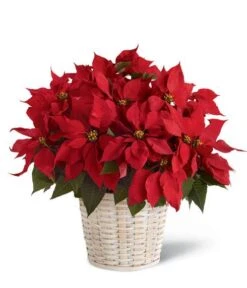 Red Poinsettia Plant Basket (Large)