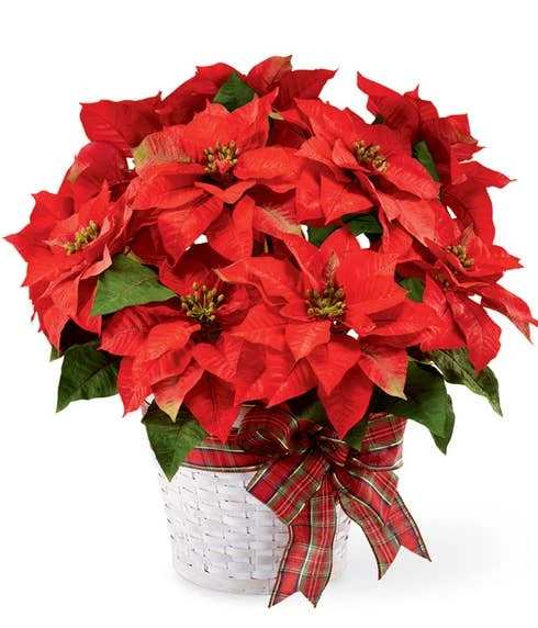 Merry Christmas Poinsettia 1 Merry Christmas Poinsettia