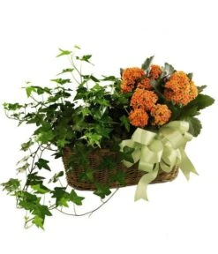 Kalanchoe & Ivy Planter
