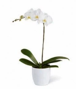 White Orchid Plant