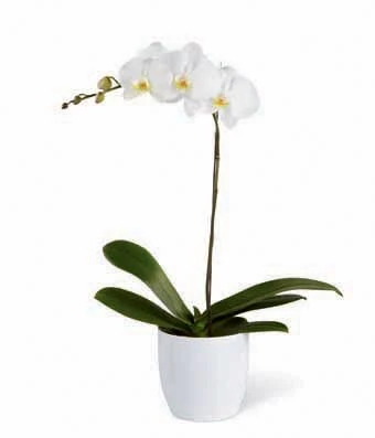 White Orchid Plant 1 White Orchid Plant