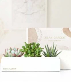 Other Lula's Garden ® Brilliant Jewel Succulent Gift