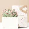 Other Lula's Garden ® Forever Bliss Succulent Gift