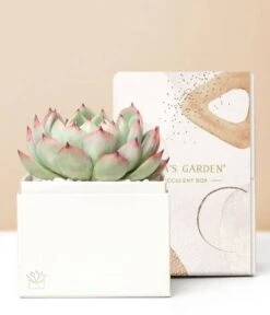 Other Lula's Garden ® Forever Bliss Succulent Gift