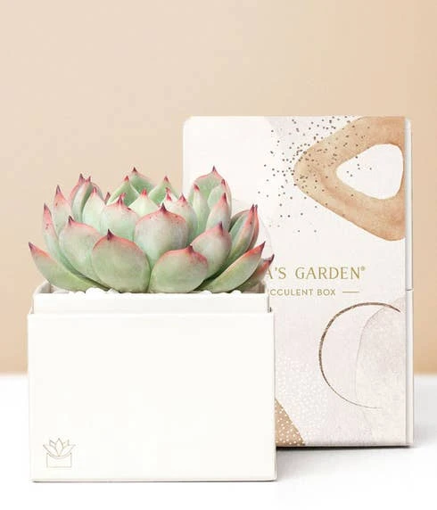 Other Lula's Garden ® Forever Bliss Succulent Gift 1 Other Lula's Garden ® Forever Bliss Succulent Gift