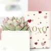 Other Lula's Garden ® XOXO Bliss Succulent Gift