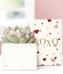 Other Lula's Garden ® XOXO Bliss Succulent Gift