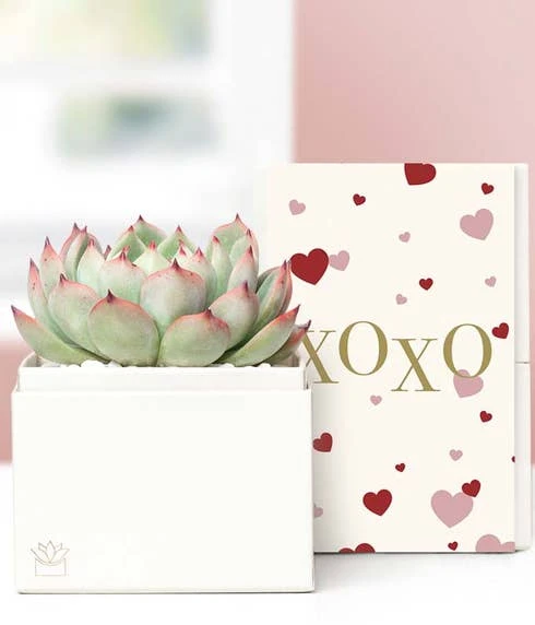 Other Lula's Garden ® XOXO Bliss Succulent Gift 1 Other Lula's Garden ® XOXO Bliss Succulent Gift
