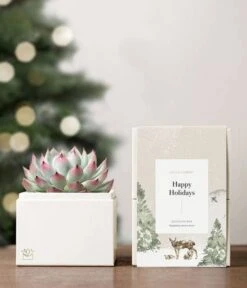 Other Happy Holidays Bliss Succulent Planter