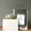 Other A Very Merry Christmas Bliss Succulent Planter