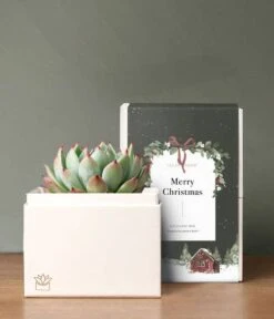 Other A Very Merry Christmas Bliss Succulent Planter