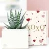 Other Lula's Garden ® Sending Love Zebra Succulent Plant