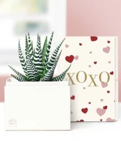 Other Lula's Garden ® Sending Love Zebra Succulent Plant