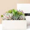 Lula's Garden ® Urban Succulent Garden