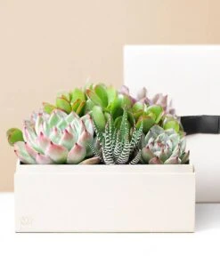 Lula's Garden ® Urban Succulent Garden