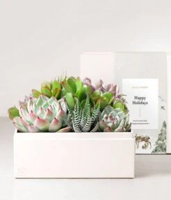 Other Happy Holidays Urban Succulent Planter