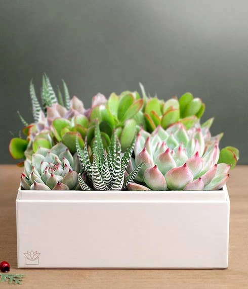 Other A Very Merry Christmas Urban Succulent Planter 1 Other A Very Merry Christmas Urban Succulent Planter