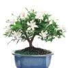 Other Potted Gardenia Bonsai Tree