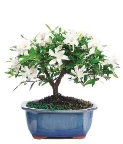 Other Potted Gardenia Bonsai Tree