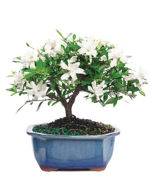 Other Potted Gardenia Bonsai Tree 1 Other Potted Gardenia Bonsai Tree