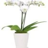 Other Double White Orchid Potted Plant