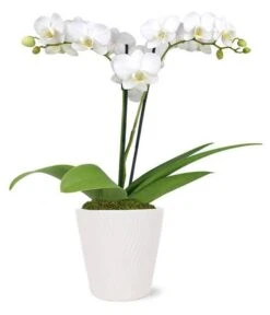 Other Double White Orchid Potted Plant