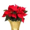 Other Golden Glow Poinsettia Plant
