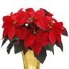 Other Premium Gold Poinsettia Plant