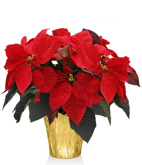 Other Premium Gold Poinsettia Plant 1 Other Premium Gold Poinsettia Plant