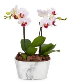 Other Double Spike Pink Orchid Plant