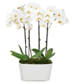 Other 4 Stemmed White Orchid Plant
