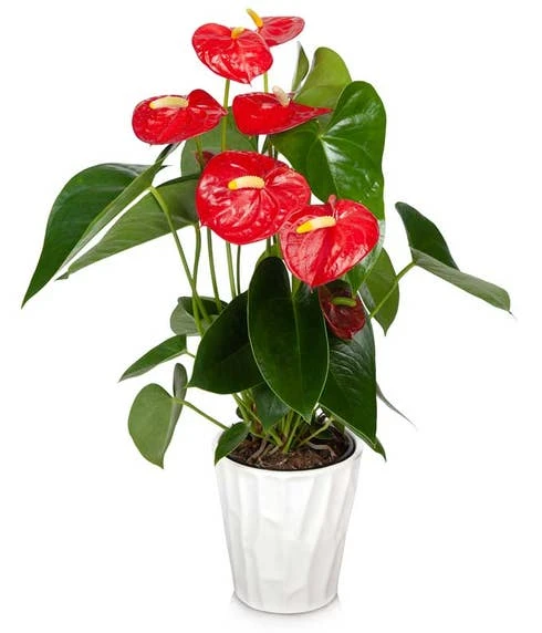 Other Anthurium Plant 1 Other Anthurium Plant