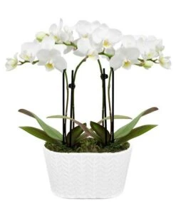 Other Perfectly Pristine White Orchid Plant