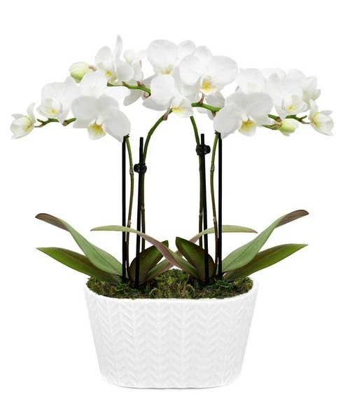 Other Perfectly Pristine White Orchid Plant 1 Other Perfectly Pristine White Orchid Plant