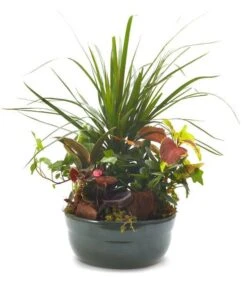 Other My Favorite Dish Garden