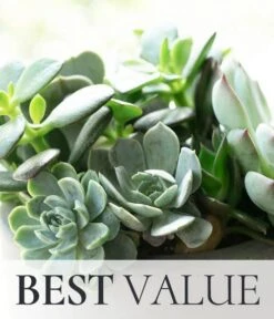 Other Discount Succulent Plant Garden - Florist Designed
