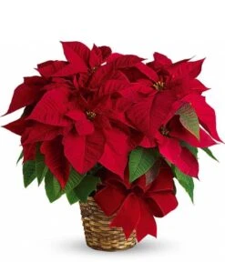 Velvet Poinsettia Plant