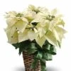 White Poinsettia Plant
