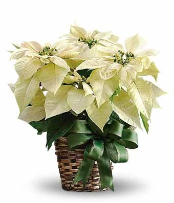 White Poinsettia Plant 1 White Poinsettia Plant