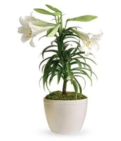 Potted Easter Lily Plant